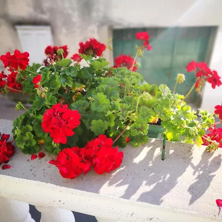 Dada Sibenik